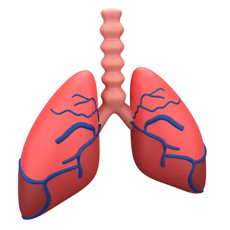 Lungs  3D Illustration