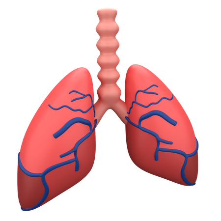 Lungs 3D Illustration