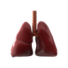 3d human internal organs illustration