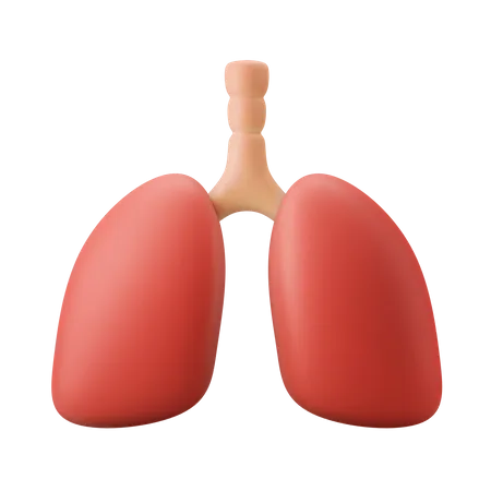 Lungs Organ  3D Illustration