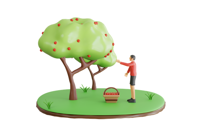 Man Harvesting Apple Fruits  3D Illustration