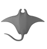 Manta Ray