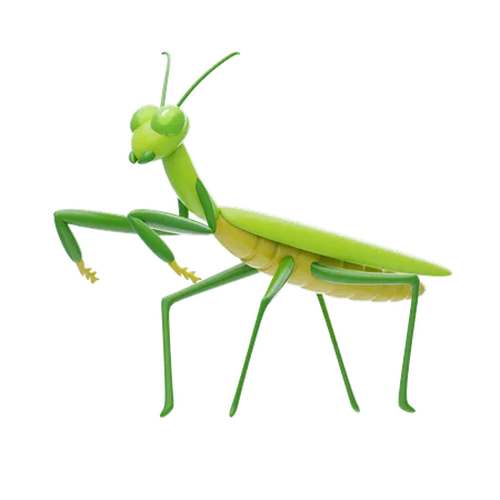 Mantis  3D Icon