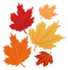 Maple Leaves