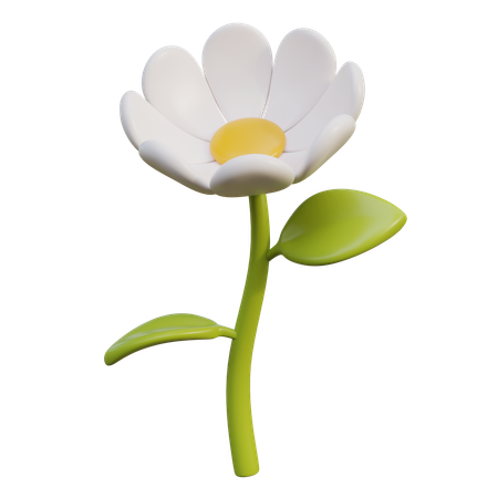 Fleur de marguerite blanche  3D Icon