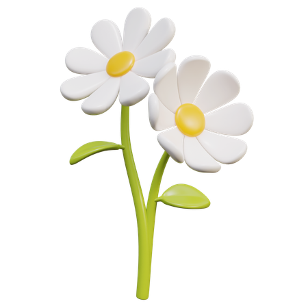 Fleur de marguerite blanche  3D Icon