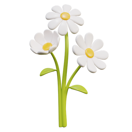 Fleur de marguerite blanche  3D Icon