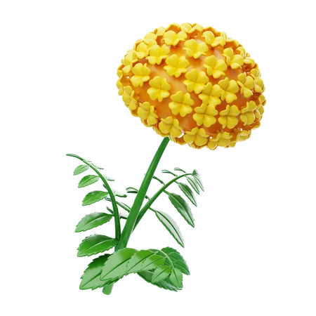 Marigold  3D Icon