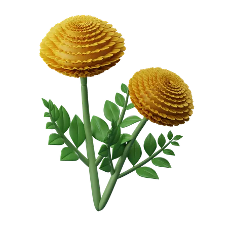 Marigold Flower  3D Icon