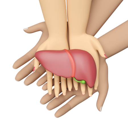Menschliche Leber  3D Icon