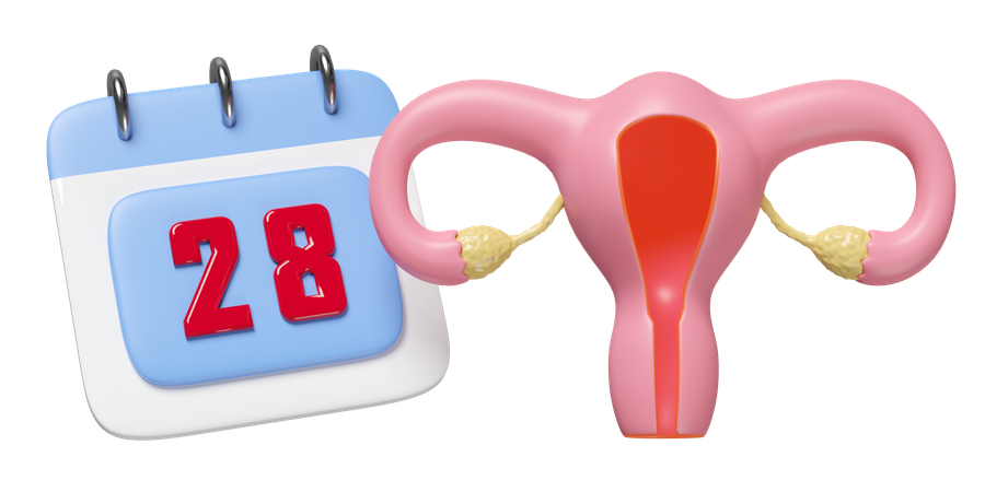 Menstrual Cycle  3D Icon