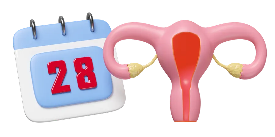Menstrual Cycle  3D Icon