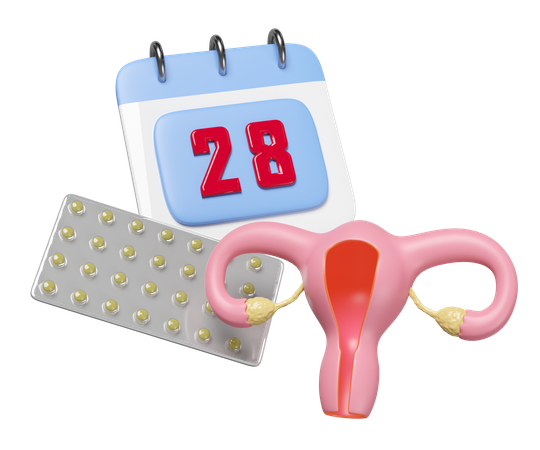 Menstrual Cycle  3D Icon