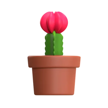 Mini Cactus Plant  3D Icon