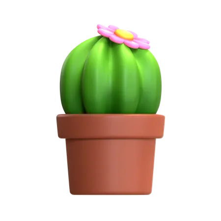 Mini plante de cactus  3D Icon