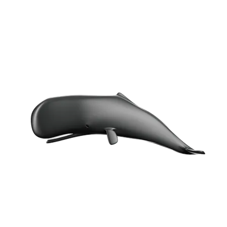 Minke Whale  3D Icon