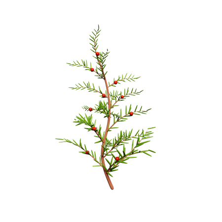 Mistletoe Tree  3D Icon