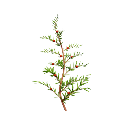 Mistletoe Tree  3D Icon