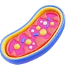 Mitochondria