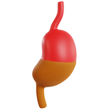 Model Of Human Stomach  3D Icon