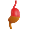 Model Of Human Stomach