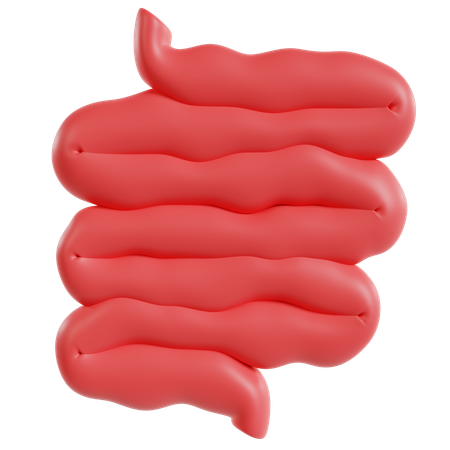 Model Of Small Intestine  3D Icon