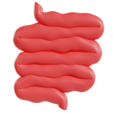 Model Of Small Intestine  3D Icon