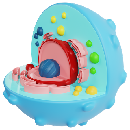 Modèle détaillé de cellules animales pour l'enseignement de la biologie  3D Icon