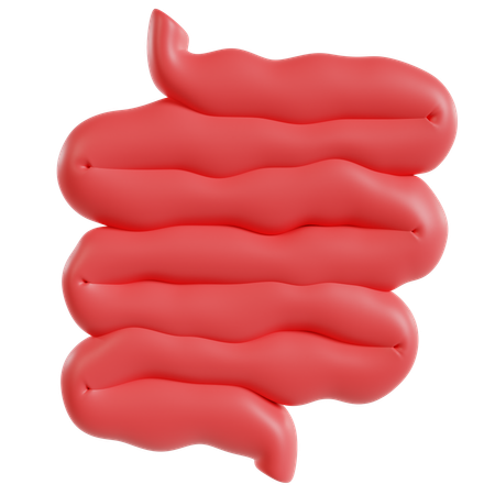 Modelo de intestino delgado  3D Icon