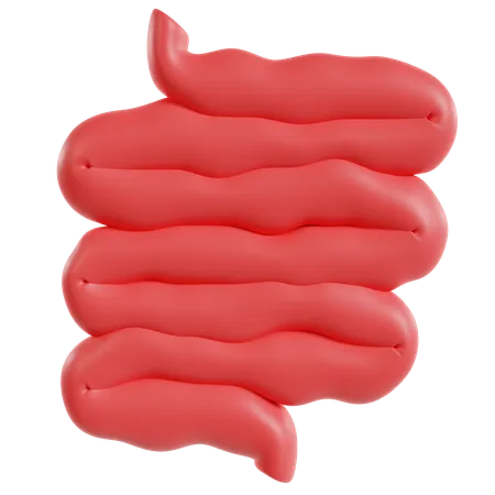 Modelo de intestino delgado  3D Icon