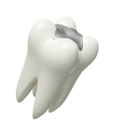 Molar teeth model  3D Illustration