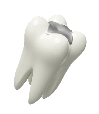 Molar teeth model  3D Illustration