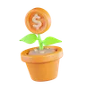 Money Coin Plant