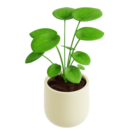 Money Plant  3D Icon