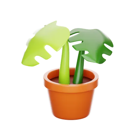 Monstera  3D Icon