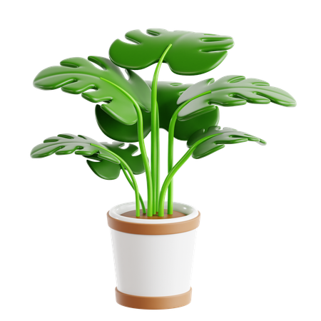 Monstera  3D Icon