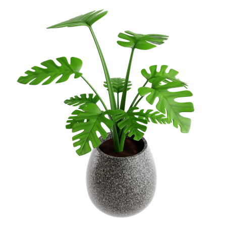 Monstera  3D Icon