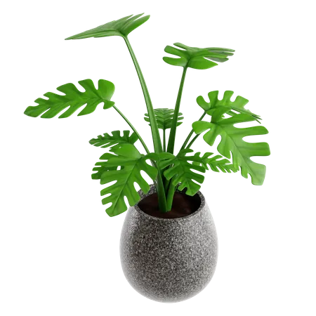 Monstera  3D Icon