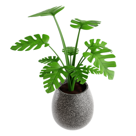 Monstera  3D Icon
