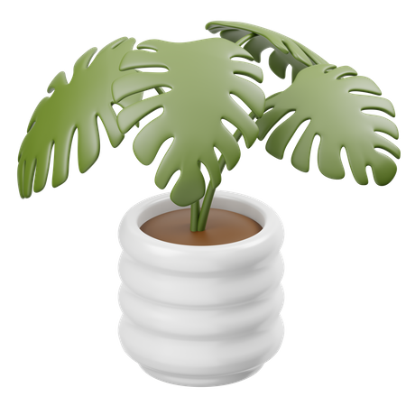 Monstera Deliciosa  3D Icon