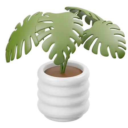 Monstera Deliciosa  3D Icon