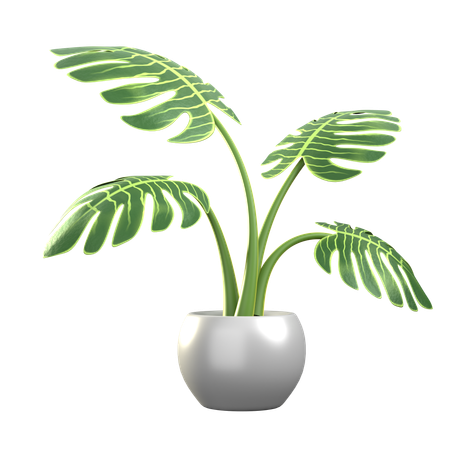 Monstera Deliciosa  3D Icon