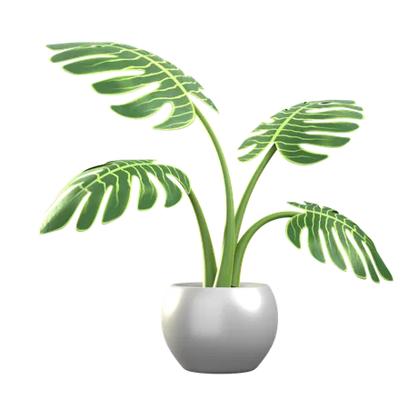 Monstera Deliciosa  3D Icon