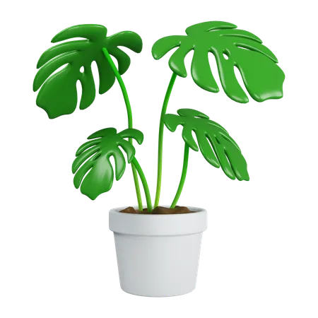 3 D Monstera In Plant Pot Tropical Plant For Interior Decor Of Home Icon Isolated On White Background 3 D Rendering Illustration Clipping Path 3D Icon