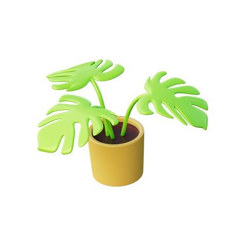 Monstera-Pflanze  3D Illustration