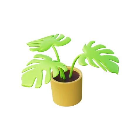 Monstera-Pflanze  3D Illustration