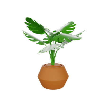 Monstera-Pflanze  3D Illustration