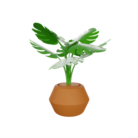 Monstera-Pflanze  3D Illustration