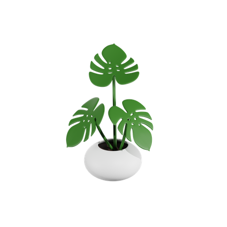 Monstera-Pflanze  3D Icon