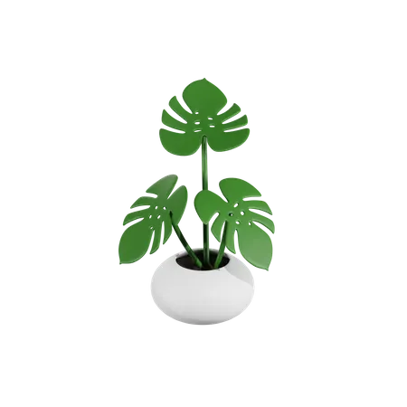 Monstera-Pflanze  3D Icon